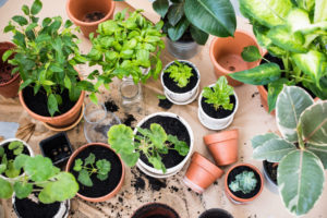 plants for a rooftop garden